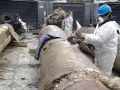 Pracownik w kombinezonie ochronnym usuwa izolację z rur, prawdopodobnie zawierającą eternit.