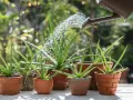 Aloes w doniczkach podlewa konewka. Zastanawiasz się, dlaczego aloes opada? Może potrzebuje więcej słońca lub mniej wody.