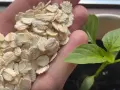 Dłoń trzyma płatki owsiane, które mogą posłużyć jako naturalny nawóz dla małej, zielonej sadzonki w doniczce.