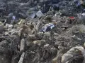 Zanieczyszczenia gleby: Co nam grozi i jak chronić ziemię?