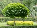 Katalpa z kulistą koroną, pod nią kwitnące krzewy. Idealne miejsce, by zastanowić się, co posadzić pod katalpą, by stworzyć harmonijną kompozycję.