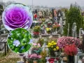 Kolorowe, żywe kwiaty na cmentarz, wśród nagrobków i zniczy, tworzą jesienny, zadumany krajobraz.