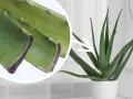 Aloes w doniczce, obok zbliżenie na liście. Pielęgnacja aloesu wymaga odpowiedniej ziemi, by pięknie rósł.