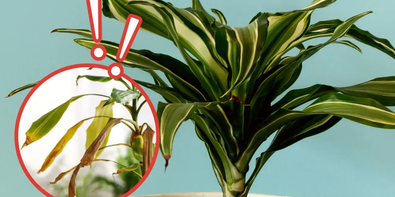 Dracena na balkonie z żółknącymi liśćmi w okręgu. Dwa czerwone wykrzykniki ostrzegają przed problemem.