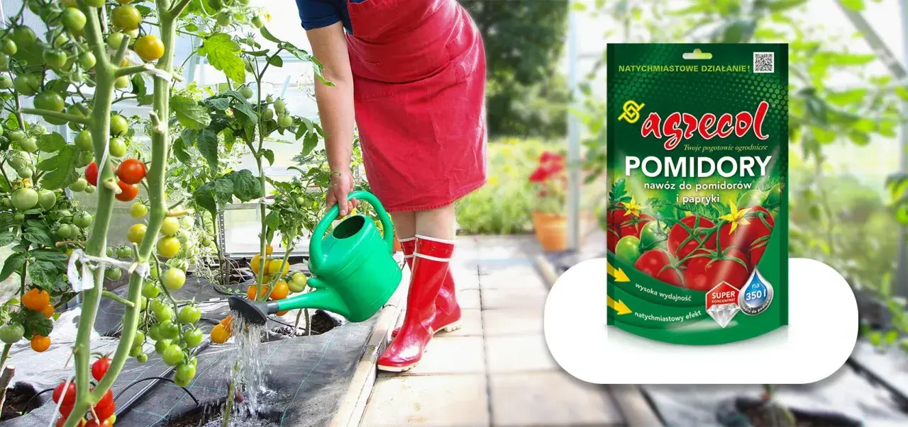 Osoba podlewa pomidory w szklarni. Obok opakowanie nawozu "Agrecol Pomidory" – domowy nawóz do papryki i pomidorów.
