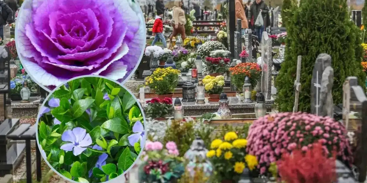 Kolorowe, żywe kwiaty na cmentarz, wśród nagrobków i zniczy, tworzą jesienny, zadumany krajobraz.