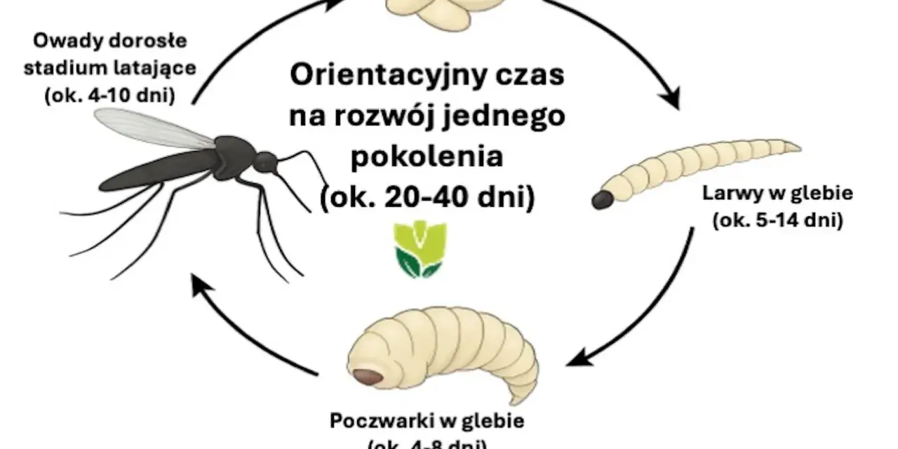 Cykl rozwojowy ziemiórek: jaja, larwy, poczwarki i owady dorosłe. Ziemiórki to naturalny wróg ziemiórek, który zwalcza je na etapie larwalnym.
