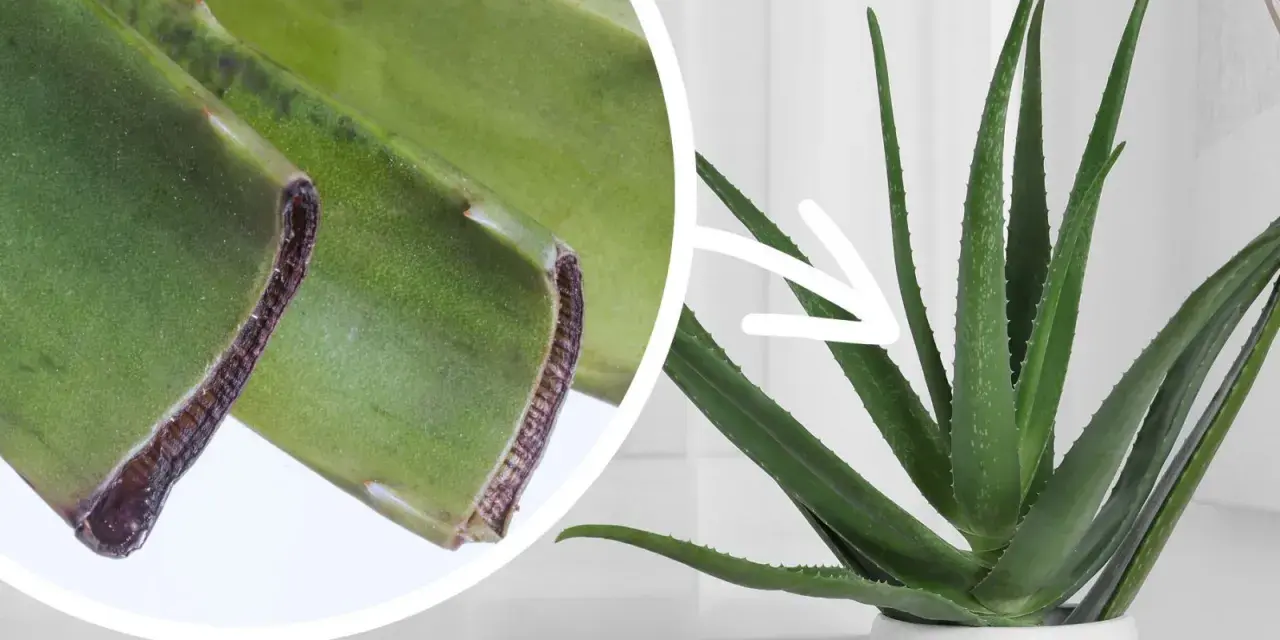 Aloes w doniczce, obok zbliżenie na liście. Pielęgnacja aloesu wymaga odpowiedniej ziemi, by pięknie rósł.