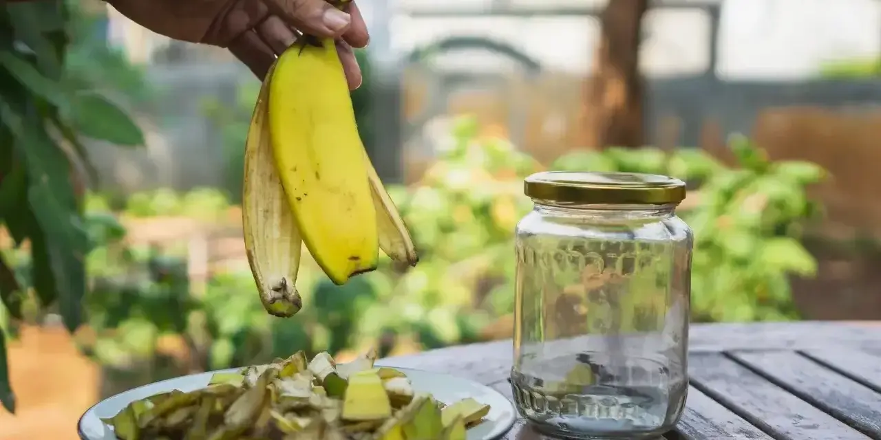 Ręka trzyma skórki bananów nad talerzem z ich kawałkami. Obok stoi słoik, gotowy na nawóz z bananów do jakich roślin.