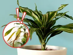 Dracena na balkonie z żółknącymi liśćmi w okręgu. Dwa czerwone wykrzykniki ostrzegają przed problemem.