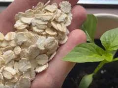 Dłoń trzyma płatki owsiane, które mogą posłużyć jako naturalny nawóz dla małej, zielonej sadzonki w doniczce.
