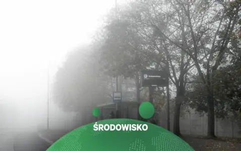 Mglisty krajobraz miejski z drzewami i znakiem Arciszewskiego.