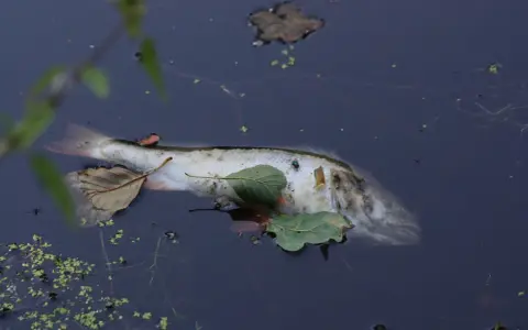 Martwa ryba unosi się na powierzchni wody, przyciągając muchy. To smutny widok śnięcia ryb.