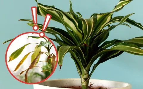 Dracena na balkonie z żółknącymi liśćmi w okręgu. Dwa czerwone wykrzykniki ostrzegają przed problemem.