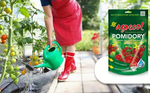 Osoba podlewa pomidory w szklarni. Obok opakowanie nawozu "Agrecol Pomidory" – domowy nawóz do papryki i pomidorów.