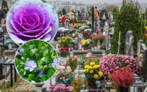 Kolorowe, żywe kwiaty na cmentarz, wśród nagrobków i zniczy, tworzą jesienny, zadumany krajobraz.