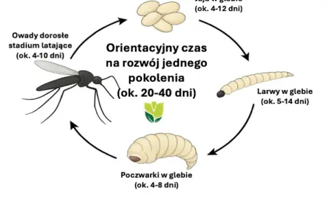 Cykl rozwojowy ziemiórek: jaja, larwy, poczwarki i owady dorosłe. Ziemiórki to naturalny wróg ziemiórek, który zwalcza je na etapie larwalnym.