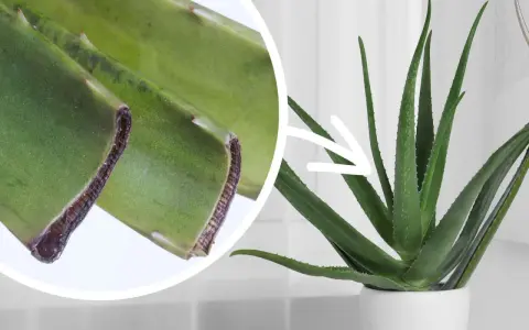 Aloes w doniczce, obok zbliżenie na liście. Pielęgnacja aloesu wymaga odpowiedniej ziemi, by pięknie rósł.