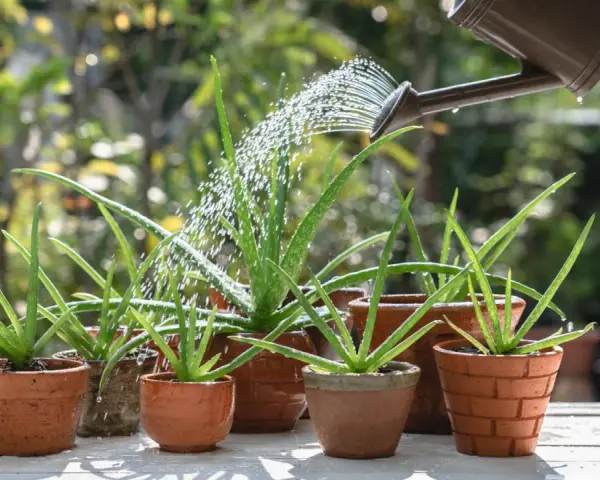 Aloes w doniczkach podlewa konewka. Zastanawiasz się, dlaczego aloes opada? Może potrzebuje więcej słońca lub mniej wody.