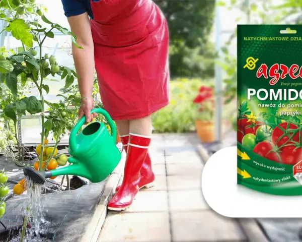 Osoba podlewa pomidory w szklarni. Obok opakowanie nawozu "Agrecol Pomidory" – domowy nawóz do papryki i pomidorów.