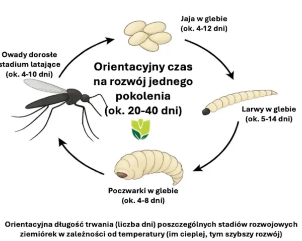 Cykl rozwojowy ziemiórek: jaja, larwy, poczwarki i owady dorosłe. Ziemiórki to naturalny wróg ziemiórek, który zwalcza je na etapie larwalnym.