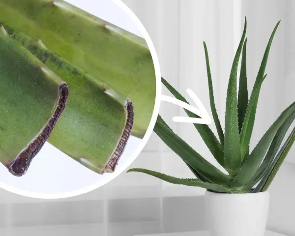 Aloes w doniczce, obok zbliżenie na liście. Pielęgnacja aloesu wymaga odpowiedniej ziemi, by pięknie rósł.