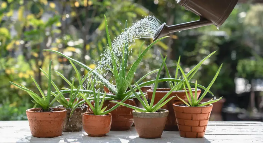 Aloes w doniczkach podlewa konewka. Zastanawiasz się, dlaczego aloes opada? Może potrzebuje więcej słońca lub mniej wody.