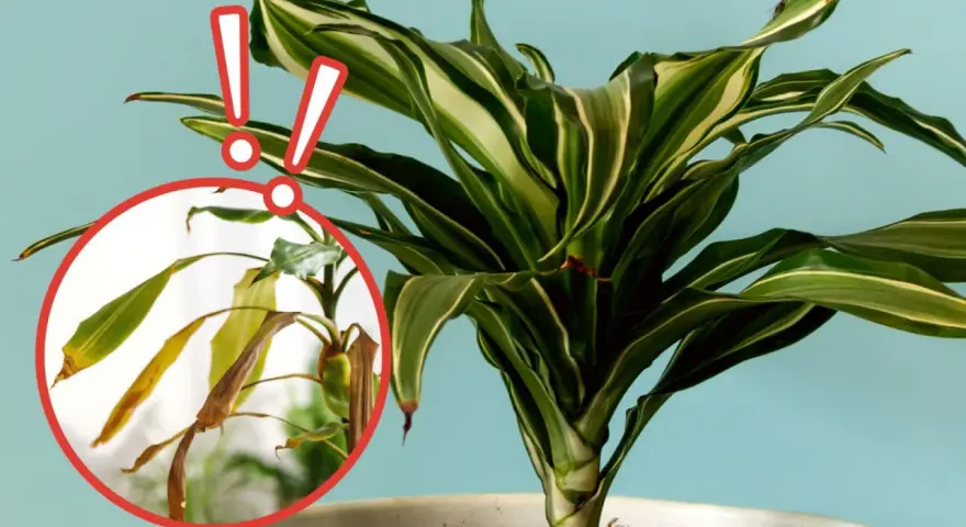 Dracena na balkonie z żółknącymi liśćmi w okręgu. Dwa czerwone wykrzykniki ostrzegają przed problemem.