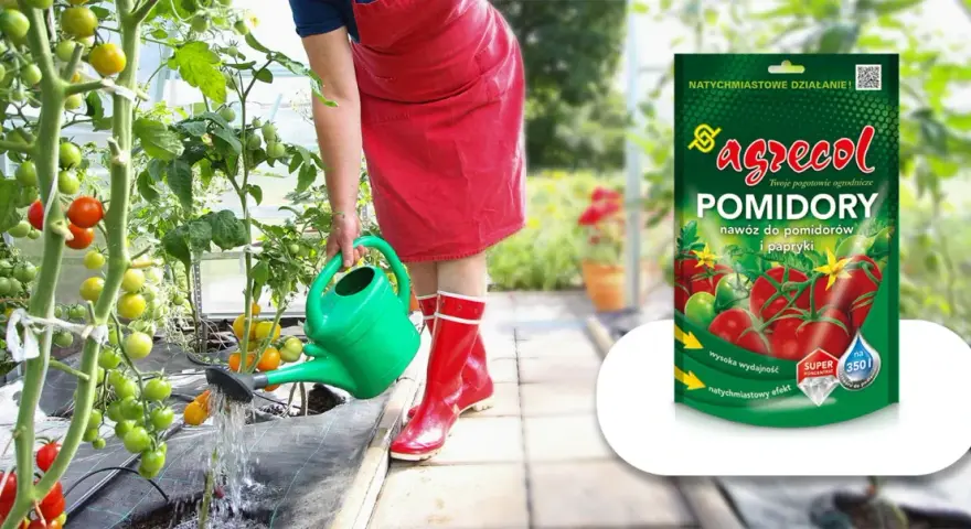 Osoba podlewa pomidory w szklarni. Obok opakowanie nawozu "Agrecol Pomidory" – domowy nawóz do papryki i pomidorów.