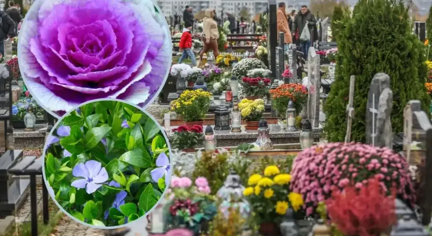 Kolorowe, żywe kwiaty na cmentarz, wśród nagrobków i zniczy, tworzą jesienny, zadumany krajobraz.