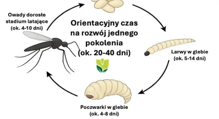 Cykl rozwojowy ziemiórek: jaja, larwy, poczwarki i owady dorosłe. Ziemiórki to naturalny wróg ziemiórek, który zwalcza je na etapie larwalnym.