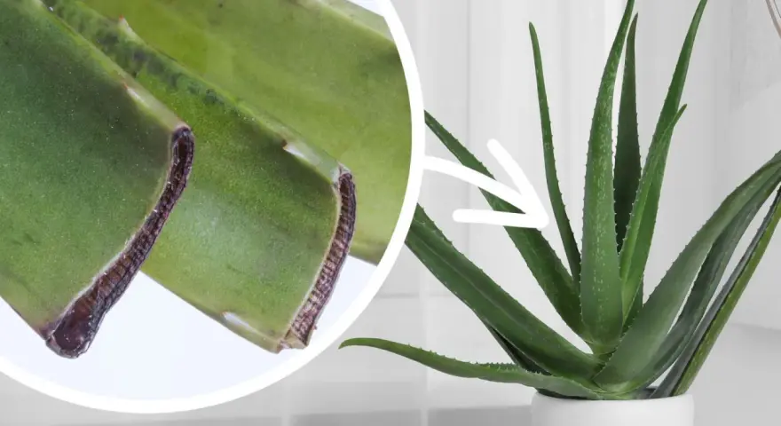 Aloes w doniczce, obok zbliżenie na liście. Pielęgnacja aloesu wymaga odpowiedniej ziemi, by pięknie rósł.