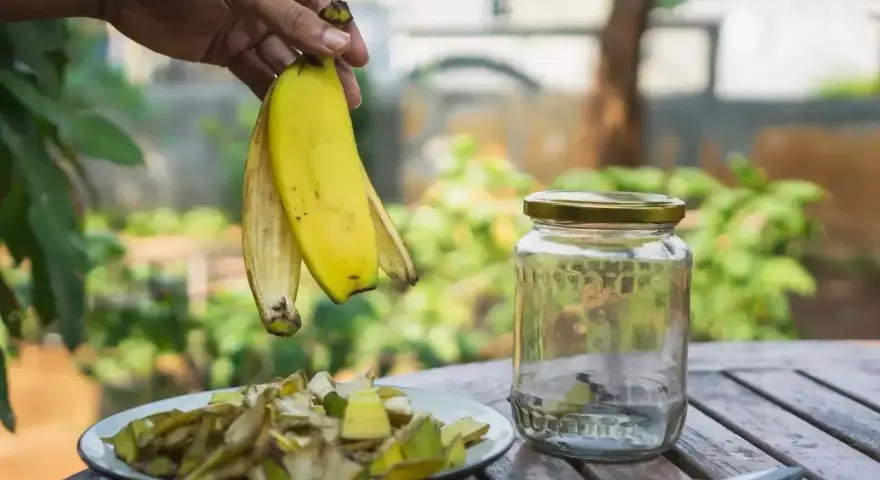 Ręka trzyma skórki bananów nad talerzem z ich kawałkami. Obok stoi słoik, gotowy na nawóz z bananów do jakich roślin.