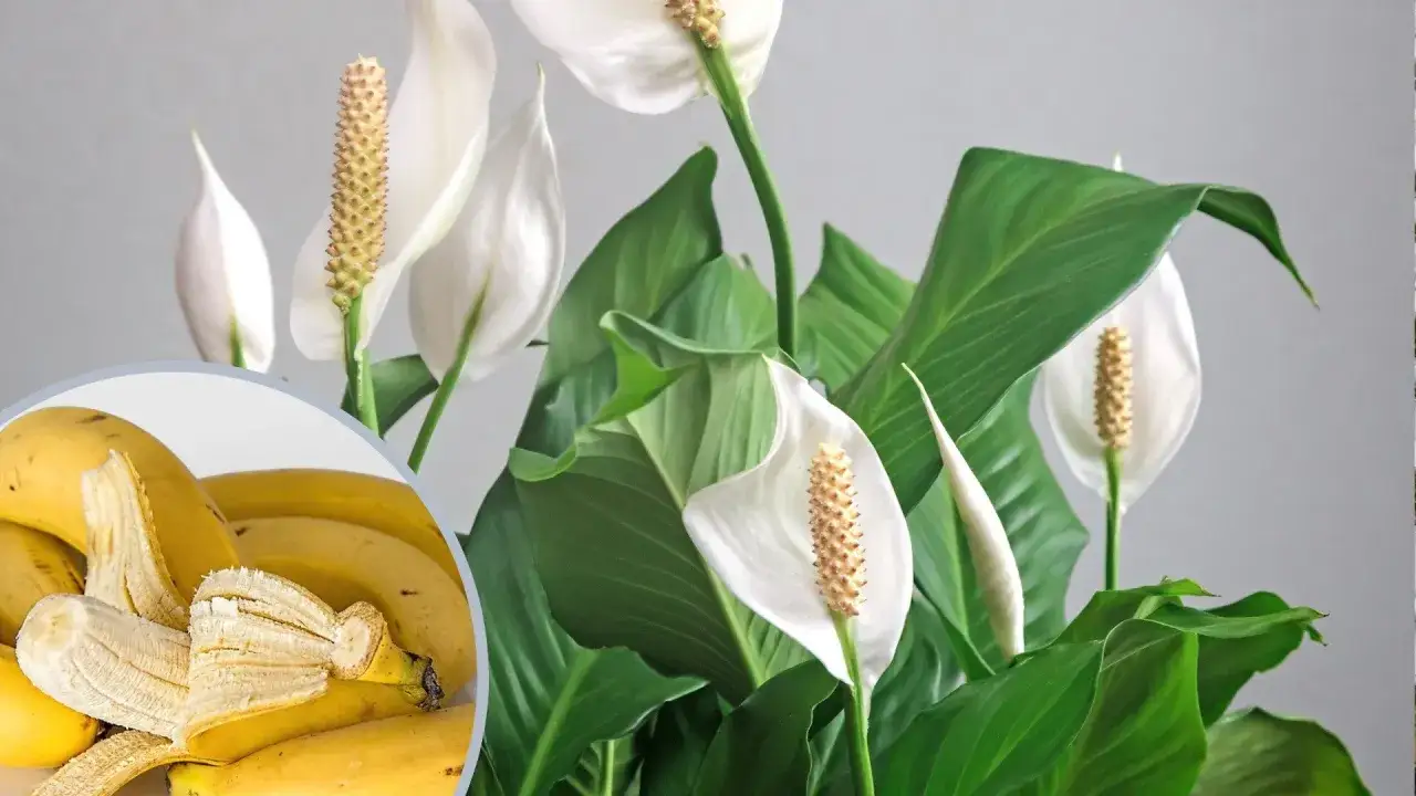 Bananowy nawóz z bananów do jakich roślin? Skórki bananów świetnie odżywią skrzydłokwiaty i inne rośliny domowe.