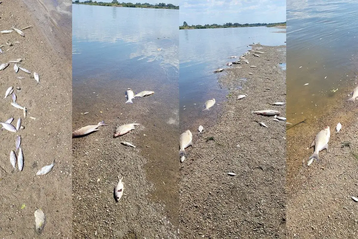 Brzeg rzeki usłany martwymi rybami. Widoczny smutny obraz śnięcia ryb na piasku i w płytkiej wodzie.