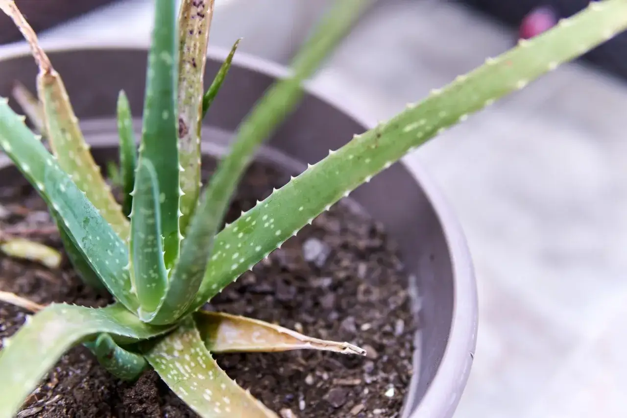 Zwiędłe liście aloesu mogą świadczyć o problemach z podlewaniem. Zastanawiasz się, dlaczego aloes opada?