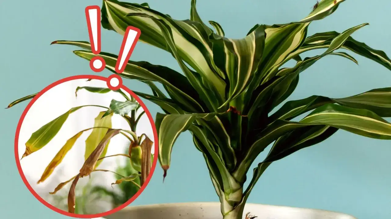 Dracena z suchymi końcówkami liści, wskazana czerwonym okręgiem. Zwróć uwagę na brązowe, uschnięte fragmenty.